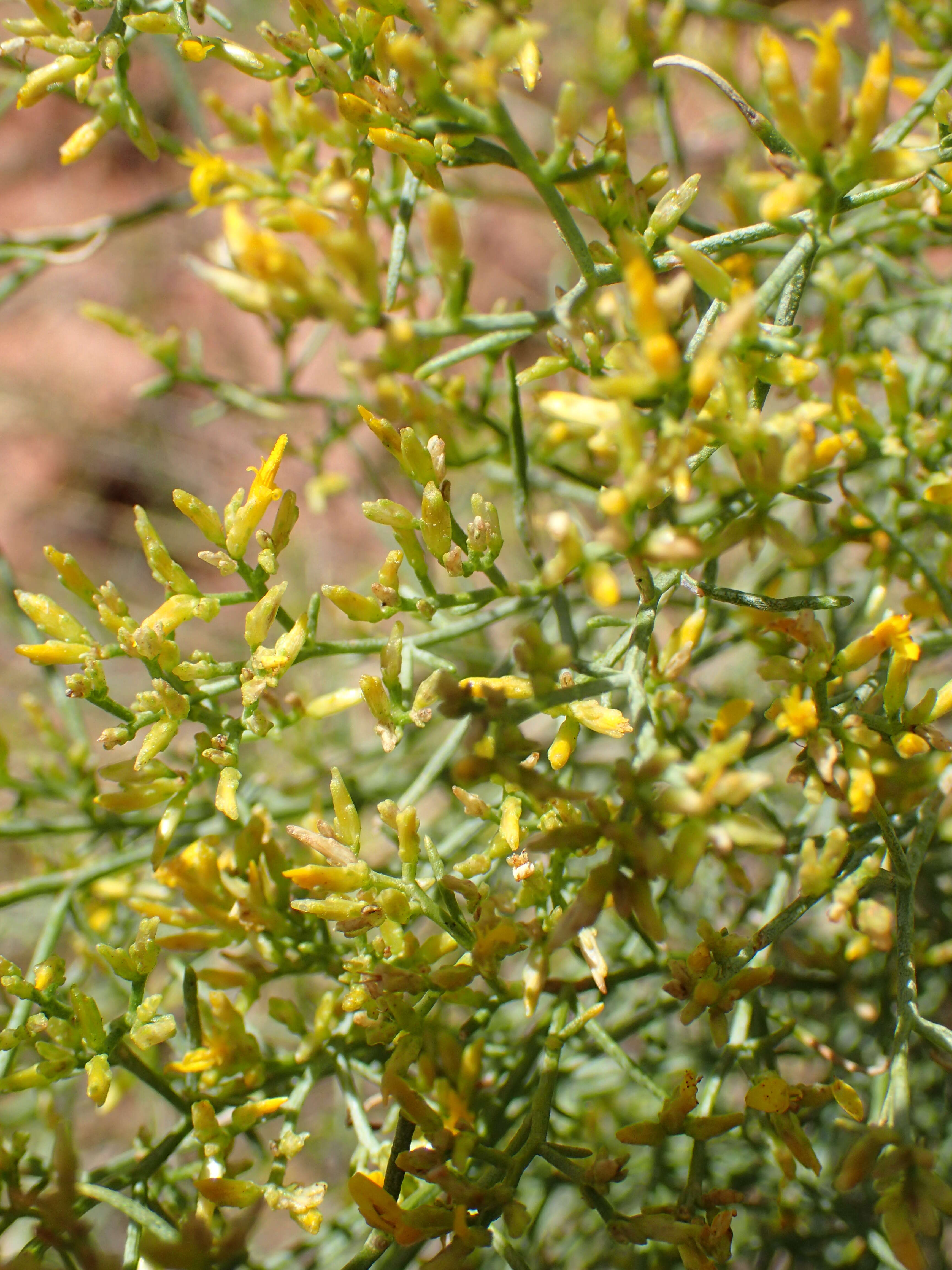 Image of broom snakeweed