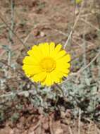 Image of desert marigold