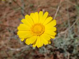 Image of desert marigold