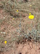 Image of desert marigold