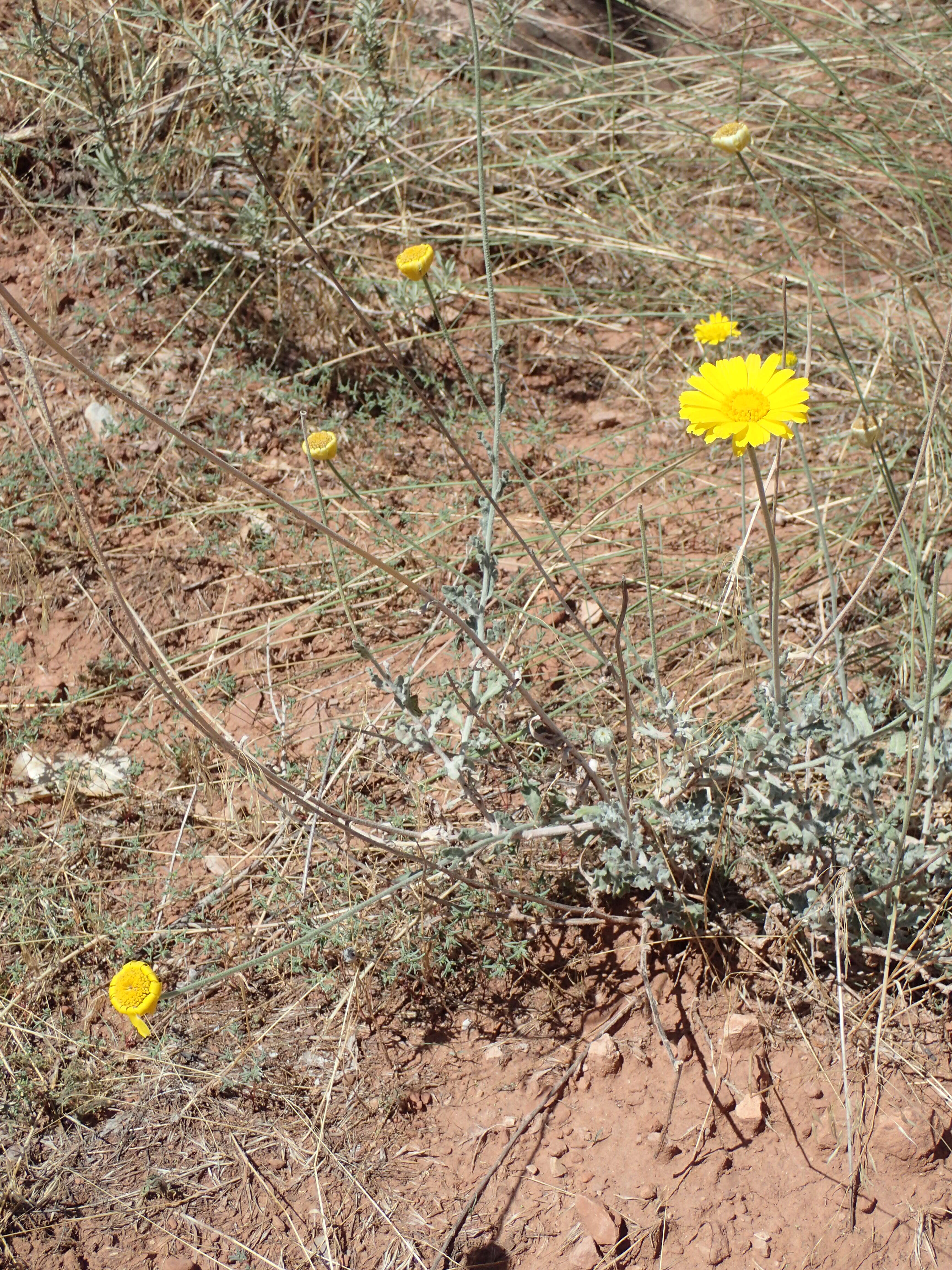 Image of desert marigold