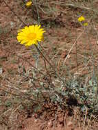 Image of desert marigold