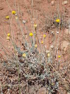 Image of desert marigold