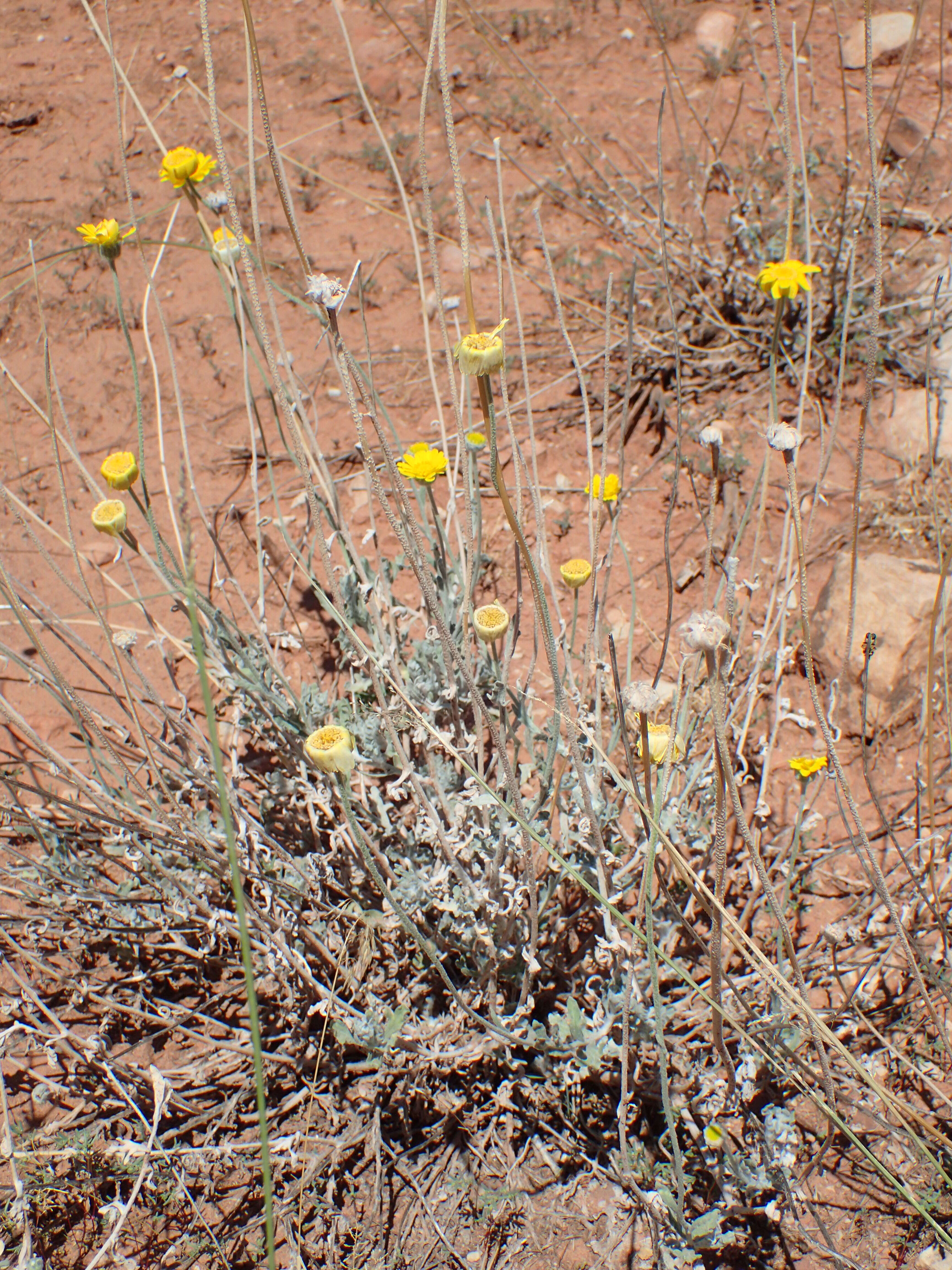 Image of desert marigold