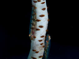 Image of Whip coral goby