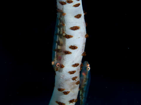 Image of Whip coral goby