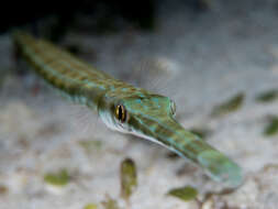 Image of Bluespotted cornetfish