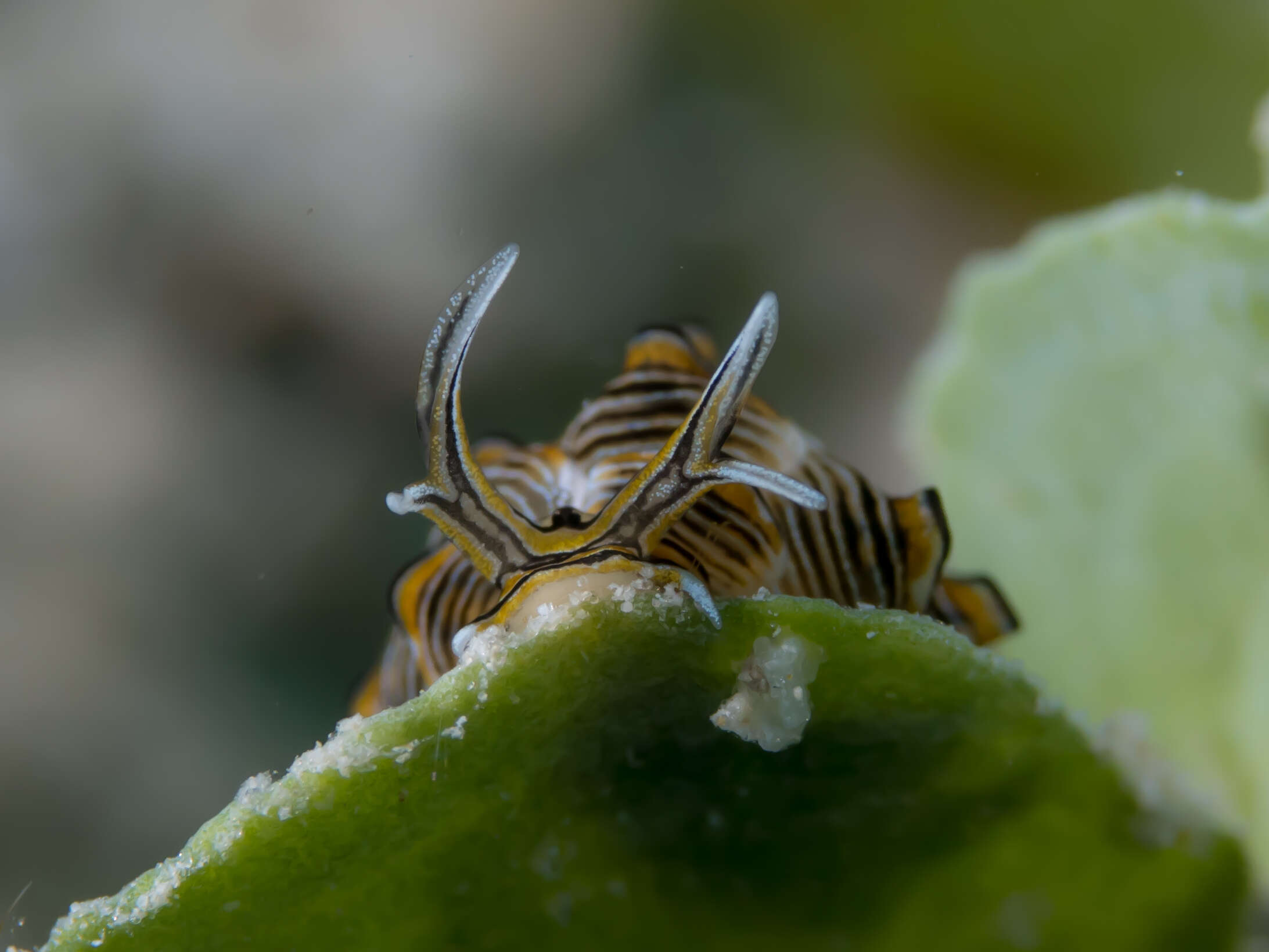 Cyerce nigricans (Pease 1866) resmi