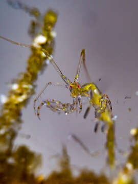 Image of Pink skeleton shrimp