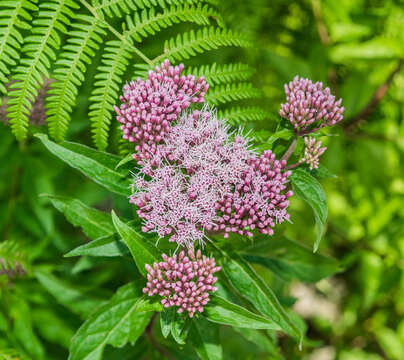 Image of hemp agrimony