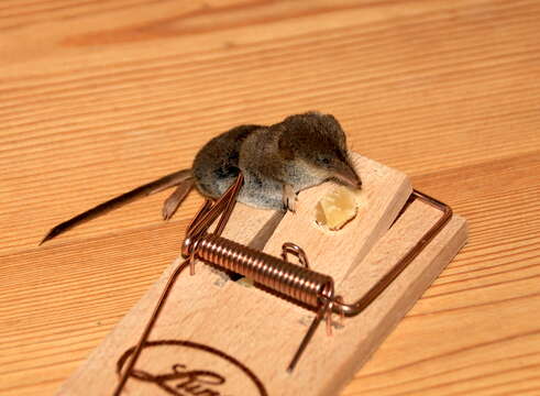 Image of Southern Short-tailed Shrew