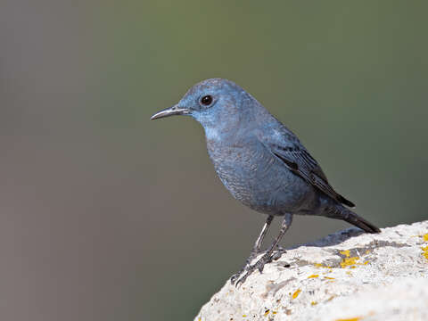 Plancia ëd Monticola solitarius (Linnaeus 1758)