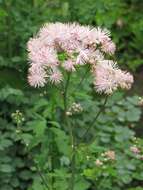 Image of Thalictrum aquilegiifolium