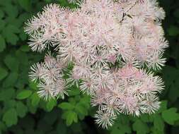 Image of Thalictrum aquilegiifolium