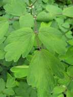 Image of Thalictrum aquilegiifolium