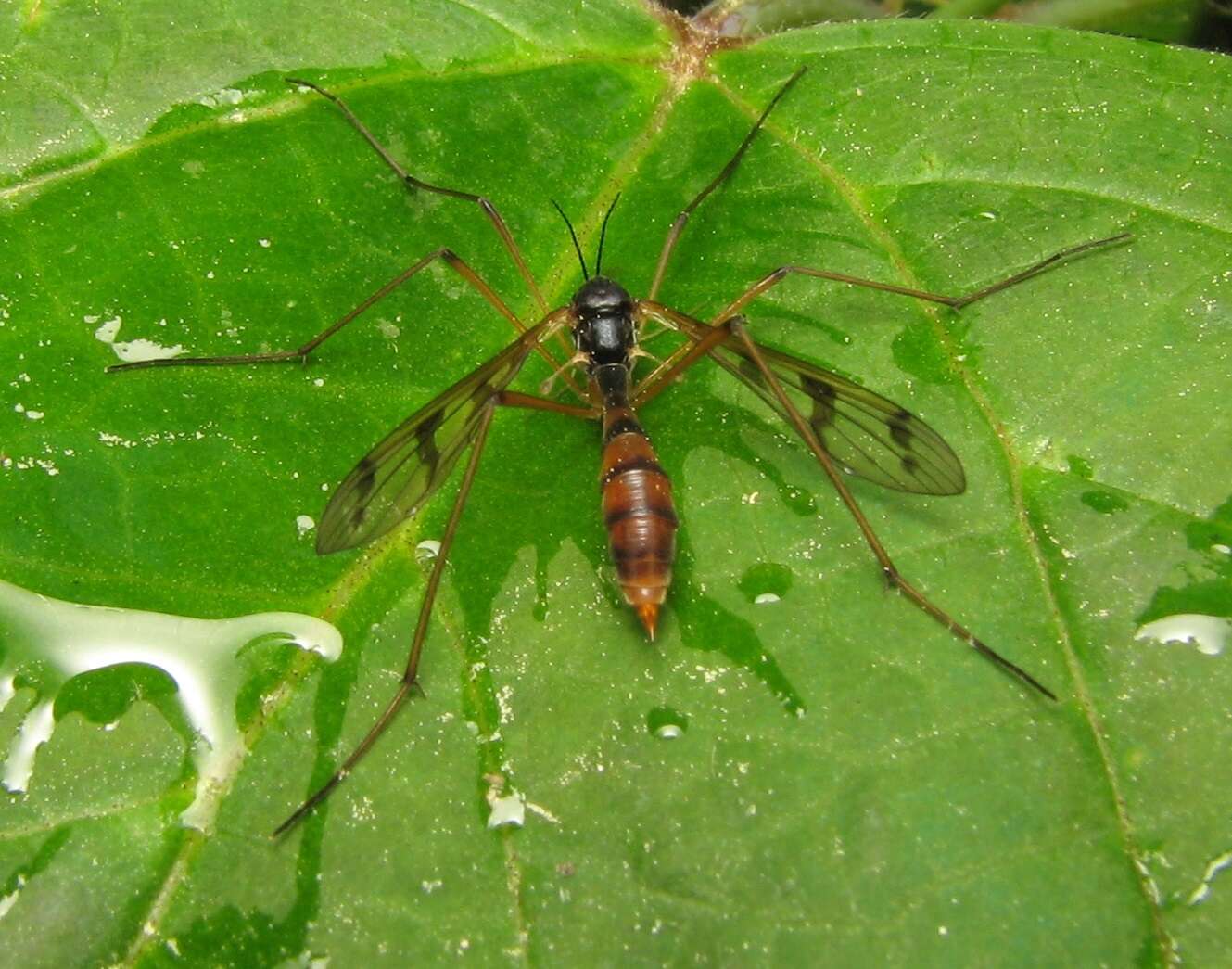 Image of Ptychoptera