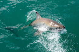 Image of Carcharodon