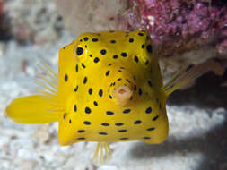 Image of Yellow boxfish