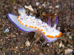 Image of Mexichromis katalexis Yonow 2001