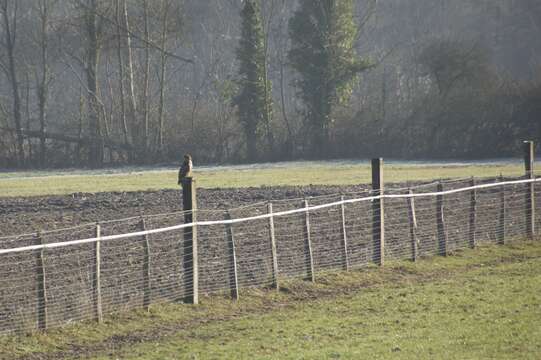 Image of Common Buzzard