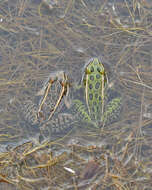 Image of Northern Leopard Frog