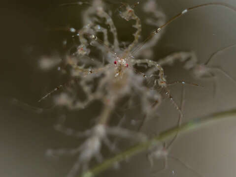 Image of Pink skeleton shrimp