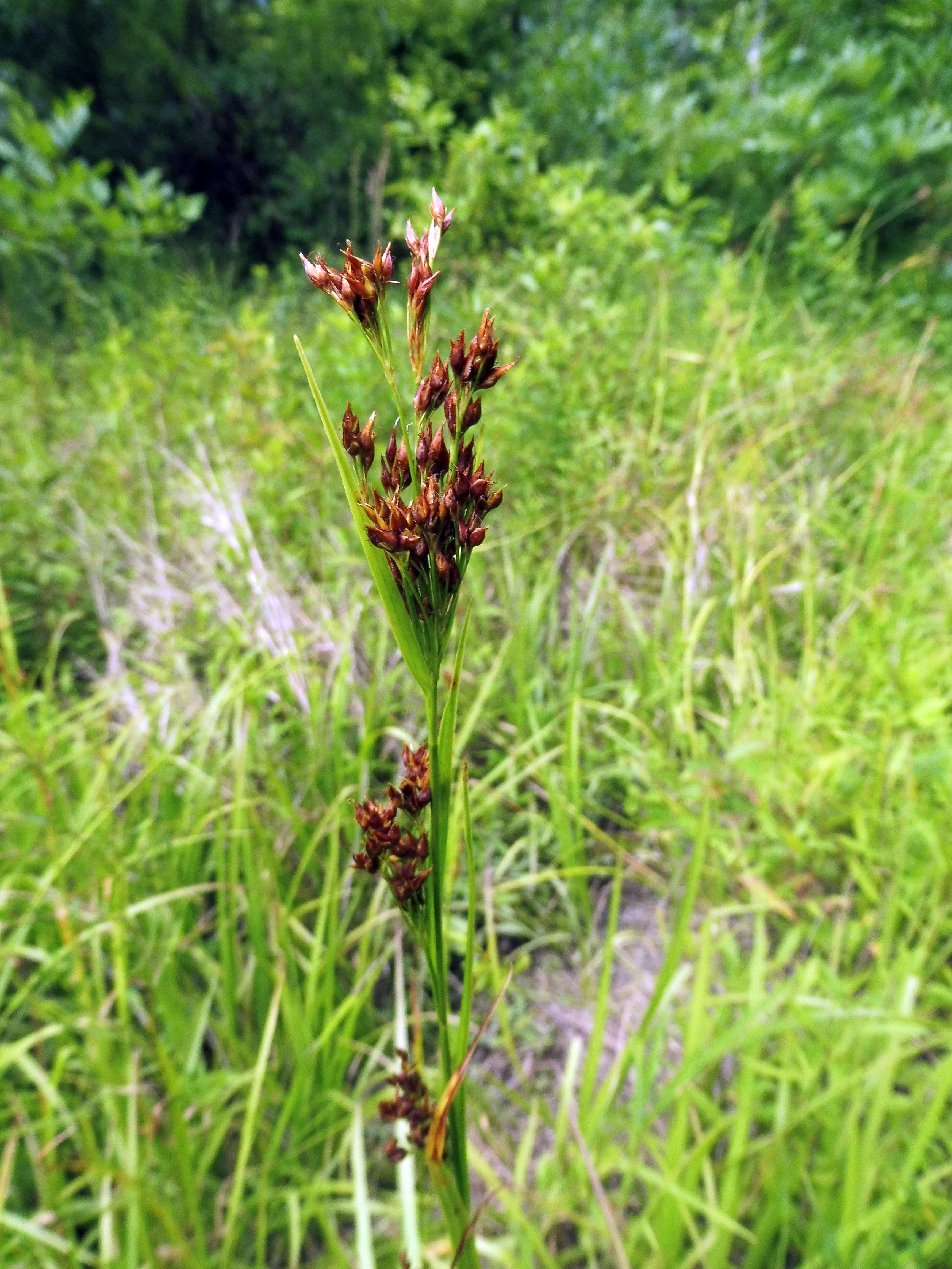 Image of anglestem beaksedge