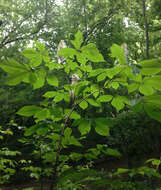 Imagem de Aesculus parviflora Walt.