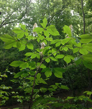 Imagem de Aesculus parviflora Walt.