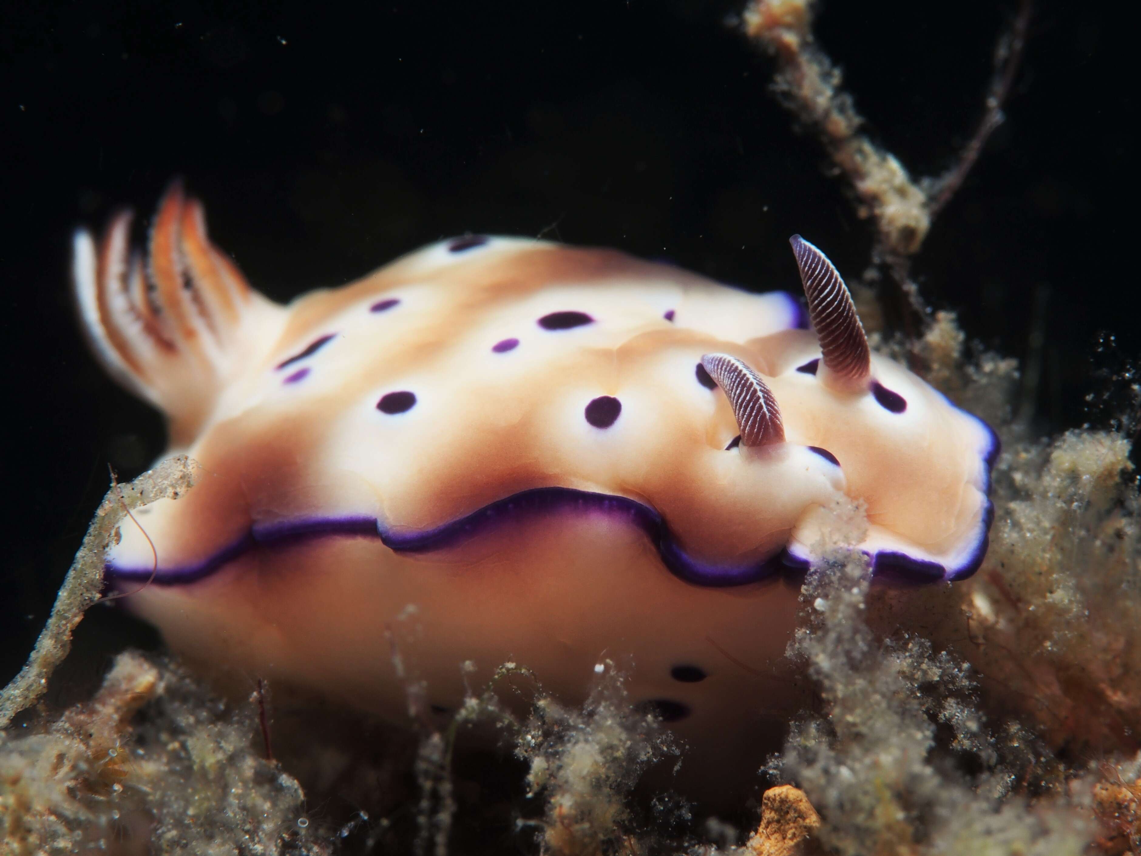 Image of Leopard head flapper slug