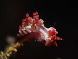 Coryphellina rubrolineata O'Donoghue 1929 resmi