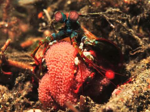 Image of Odontodactylus scyllarus