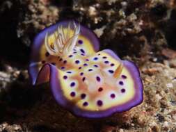 Image of Purple spot skirt lifter slug