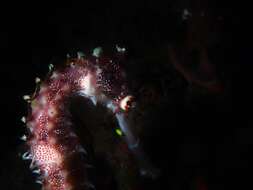 Image of Spiny Seahorse