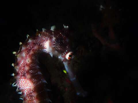 Image of Spiny Seahorse