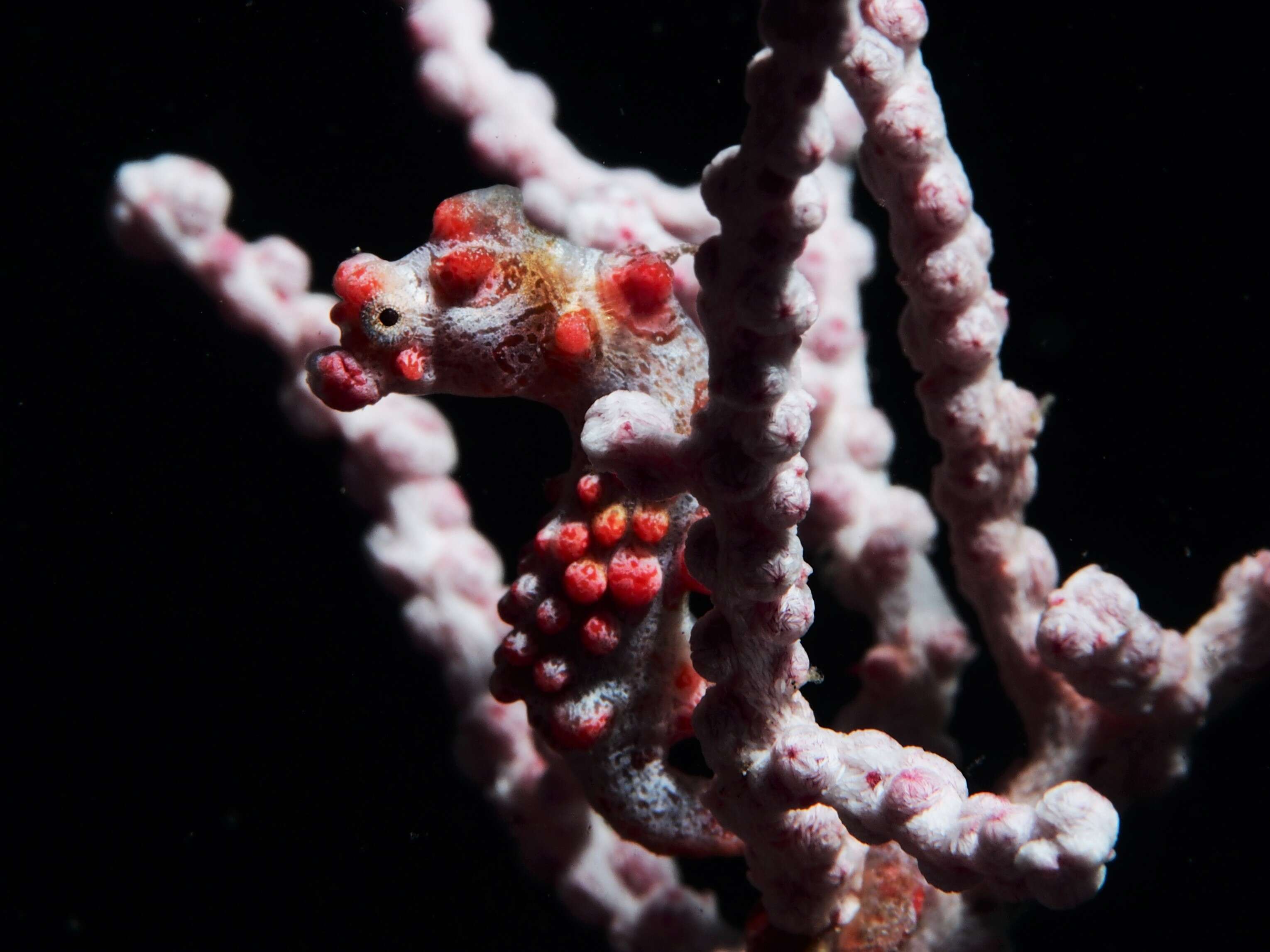 Image of Bargibant's Seahorse