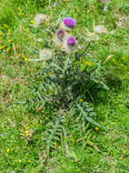 Image of woolly thistle