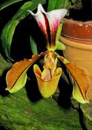 Sivun Paphiopedilum villosum (Lindl.) Stein kuva