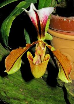 Image of Villose Paphiopedilum