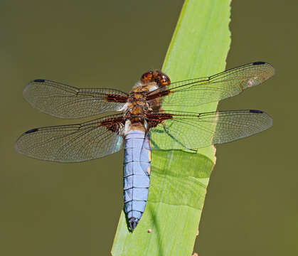 Image of Broad-bodied chaser