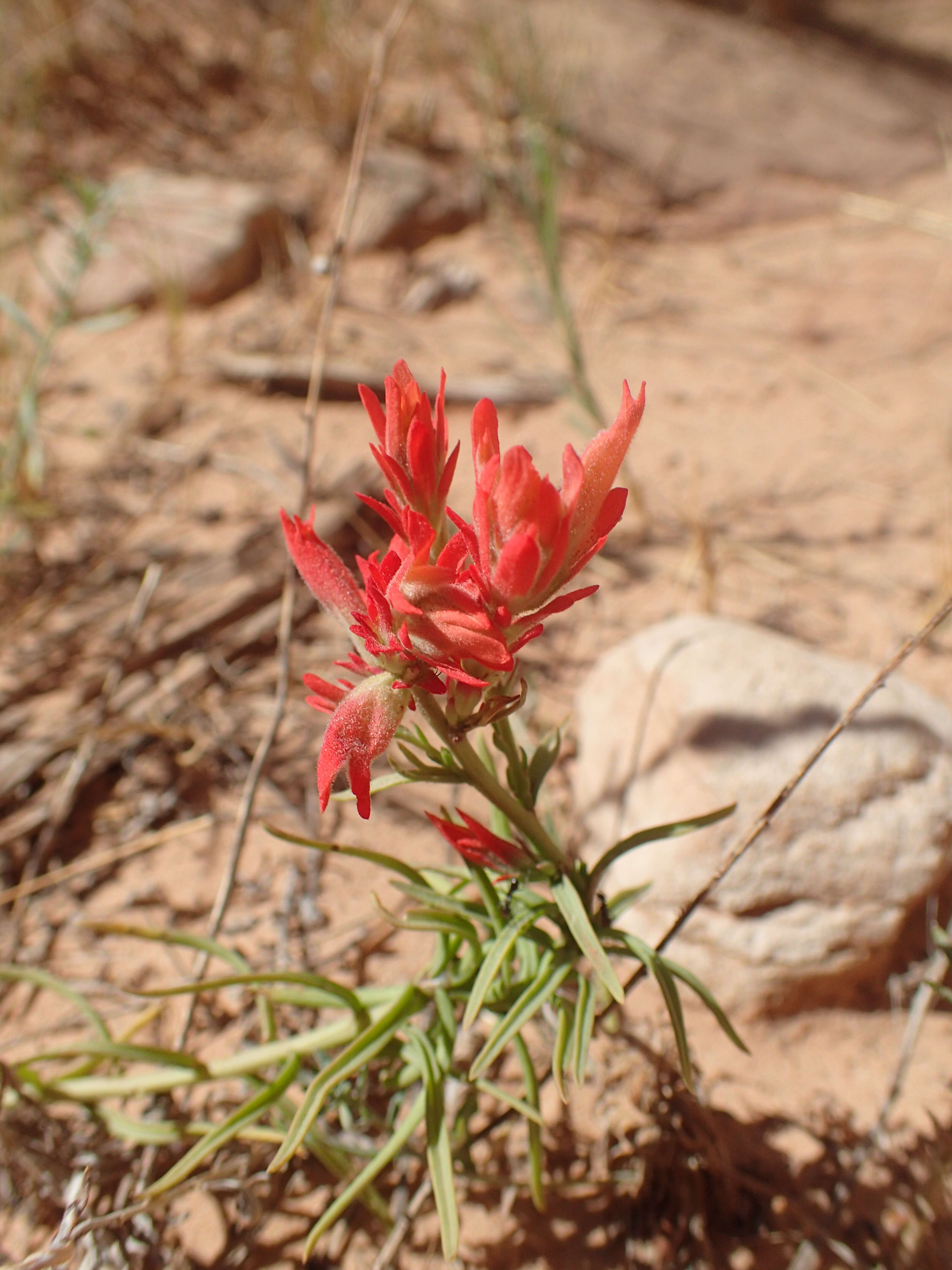 Image of Wyoming Indian paintbrush