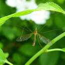 Tipula (Lunatipula) bicornis Forbes 1890的圖片