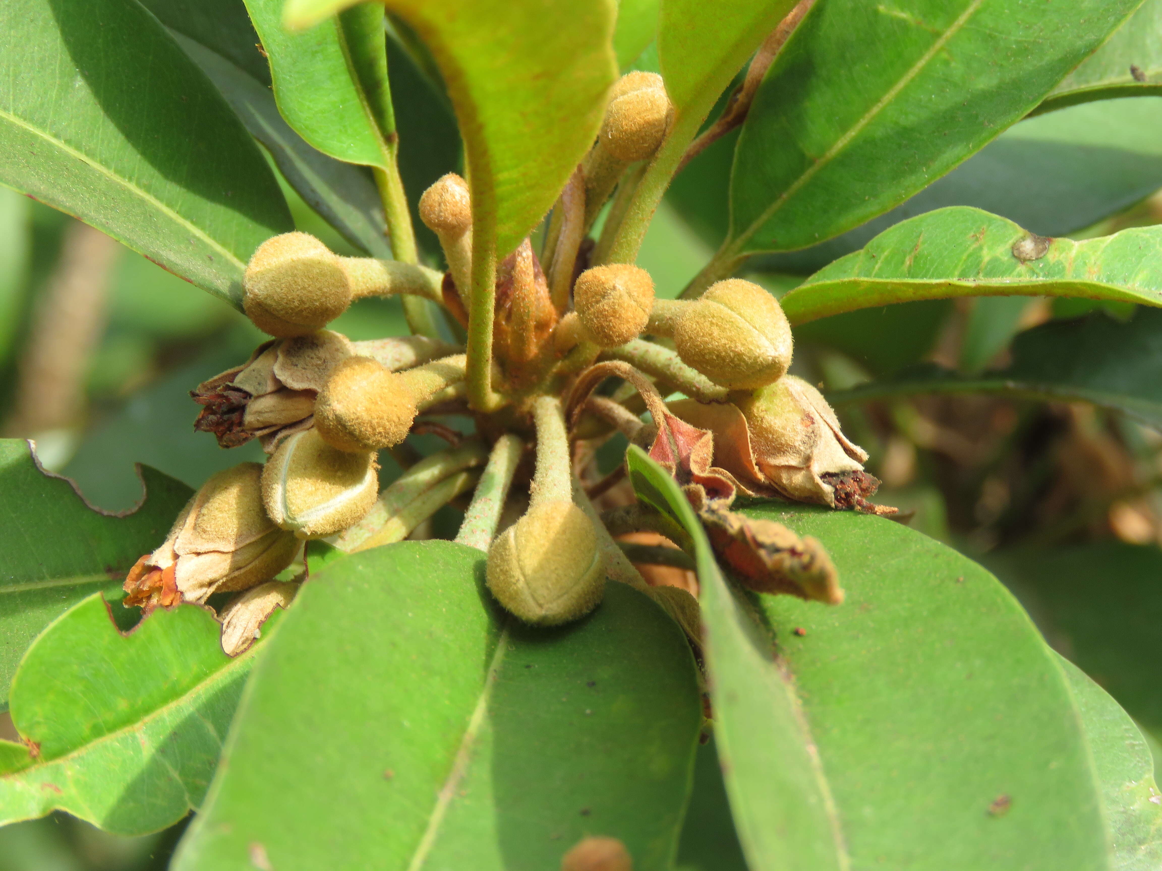 Image of sapodilla