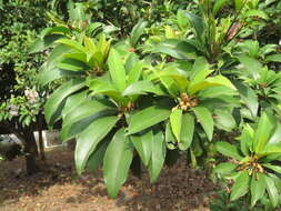 Image of sapodilla