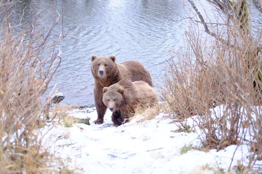 Image of Ursus arctos middendorffi Merriam 1896