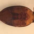 Image of Suphisellus bicolor (Say 1830)