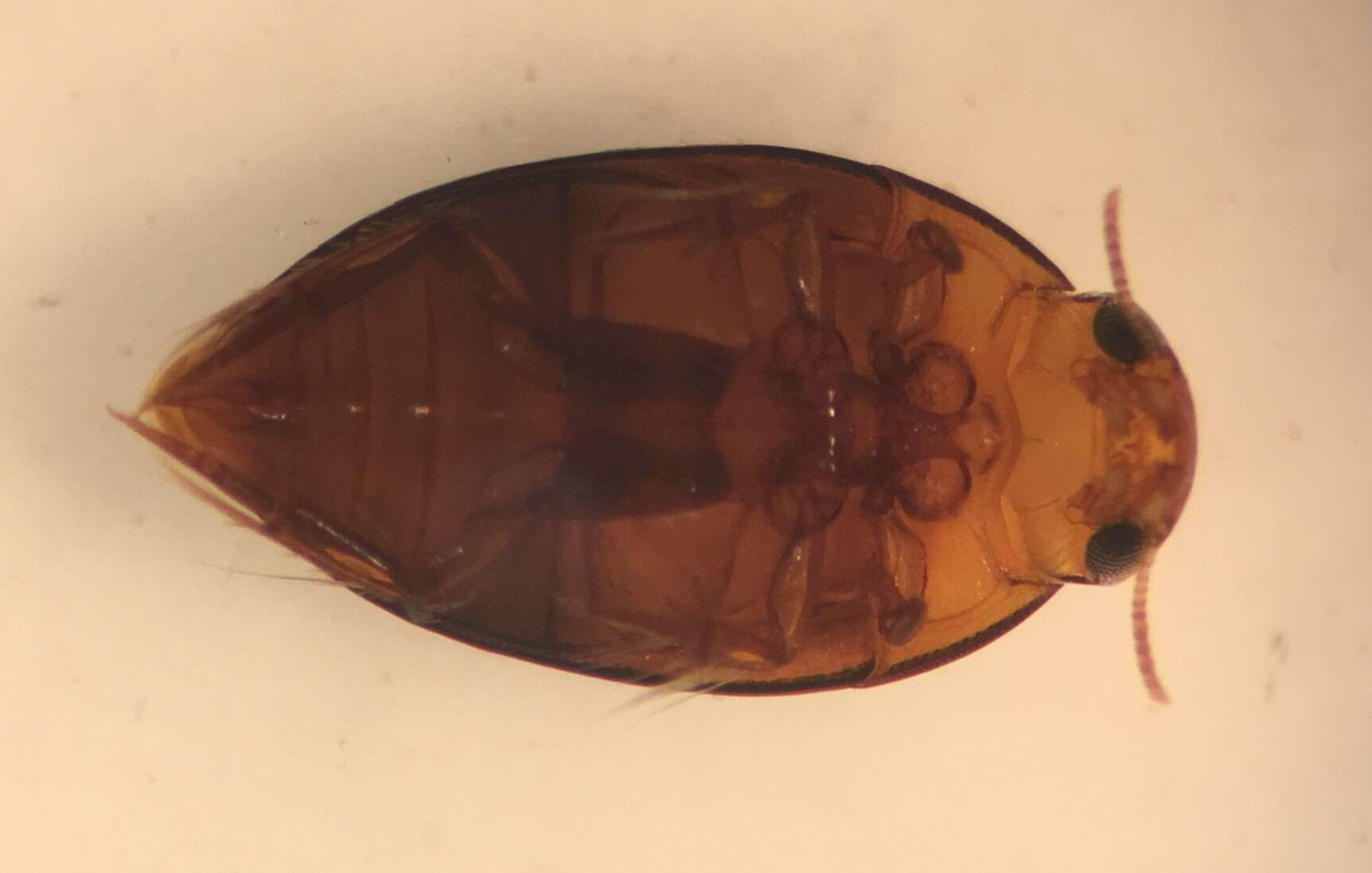 Image de Suphisellus bicolor (Say 1830)