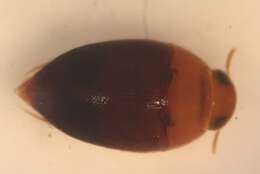 Image de Suphisellus bicolor (Say 1830)