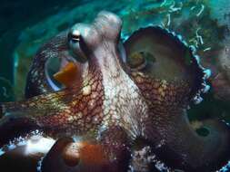 Image of Coconut shell octopus