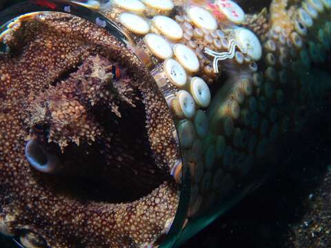 Image of Coconut shell octopus